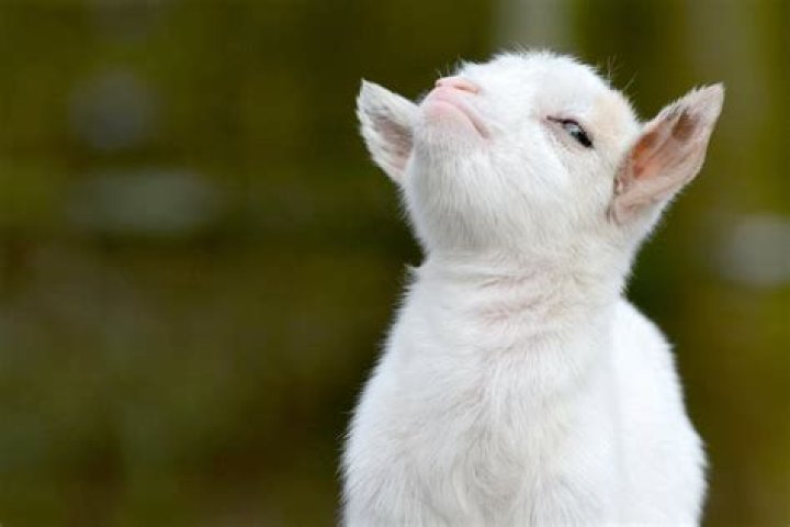 
Moments Asake Stormed The Stage With His Obstinate Baby Goat. 