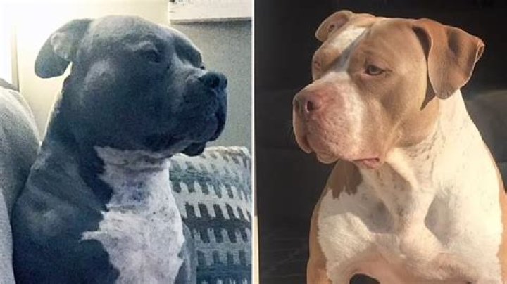 
Richard “Hutch” Barry: who is he? Five English bulldogs mauled a man to death. 