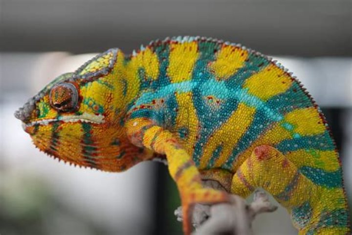 
Why Was Dr Jose Chameleon Arrested? Charges and Mugshots 